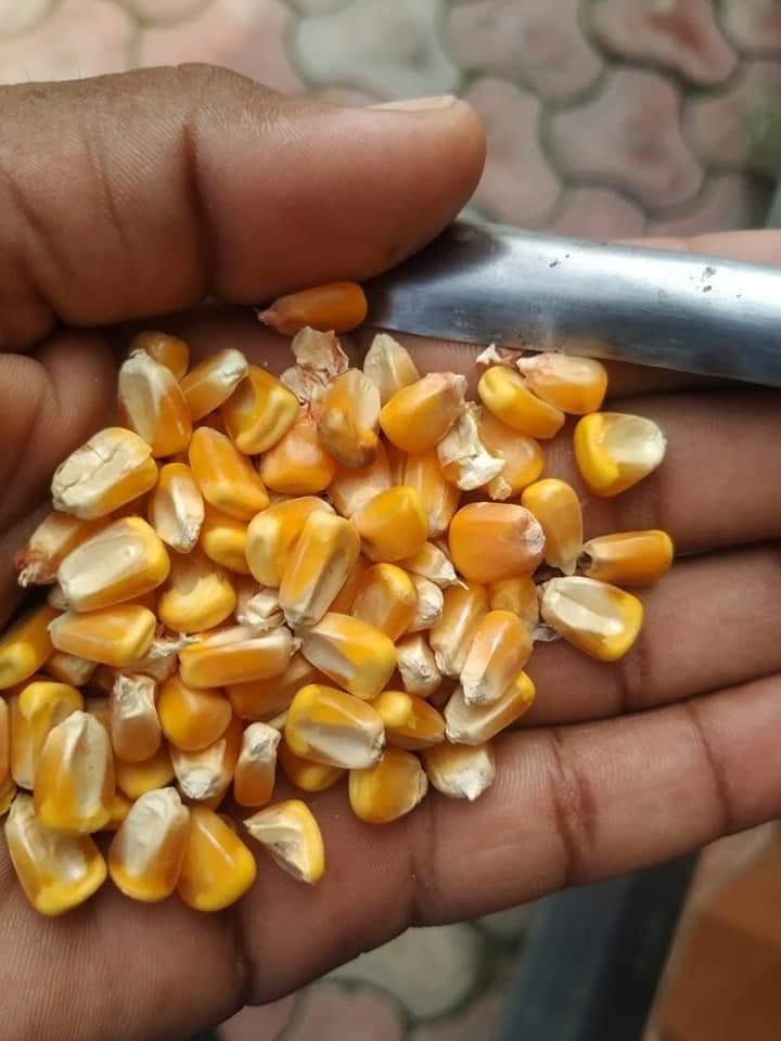 Real photograph of dry yellow maize kernels